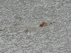 Ocypode gaudichaudii