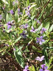 Billardiera cymosa