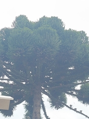 Araucaria