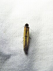 Elasmopalpus lignosella