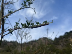 Genista monspessulana