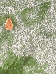 Erysiphaceae
