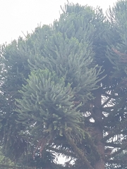 Araucaria