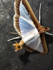 Diaphania hyalinata