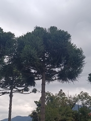 Araucaria
