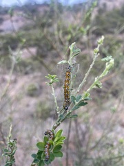 Genista monspessulana