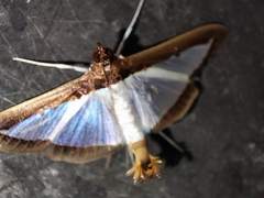 Diaphania hyalinata
