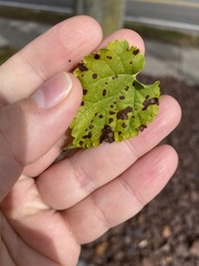 Cercospora moricola