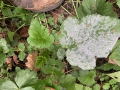 Erysiphaceae