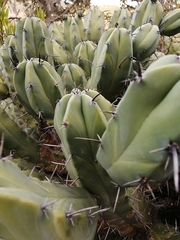 Myrtillocactus geometrizans
