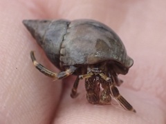 Clibanarius striolatus