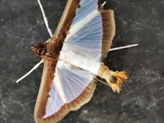 Diaphania hyalinata