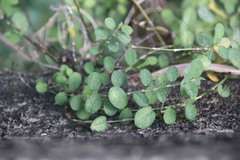 Alysicarpus ovalifolius