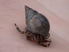 Clibanarius striolatus