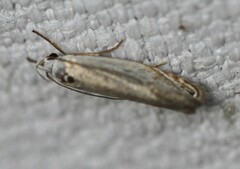 Plectophila discalis