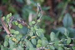 Alysicarpus ovalifolius