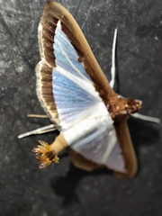 Diaphania hyalinata