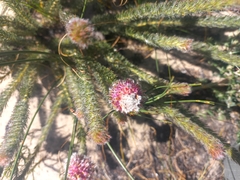 Serruria trilopha