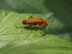 Cantharis