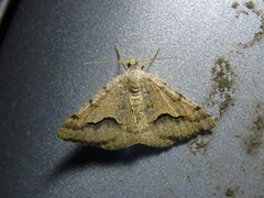 Frederickia s-signata