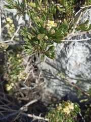 Tetragonia