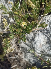 Tetragonia