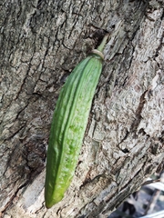 Parmentiera aculeata