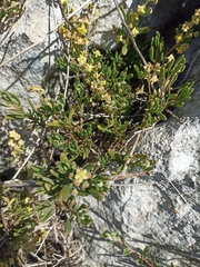 Tetragonia