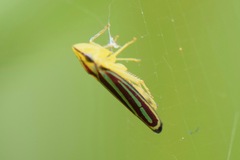 Graphocephala bivittata