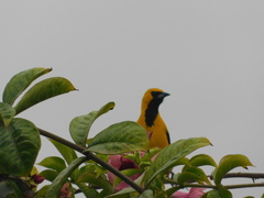 Icterus mesomelas