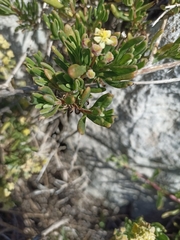 Tetragonia