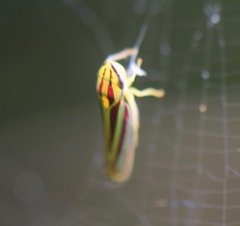 Graphocephala bivittata