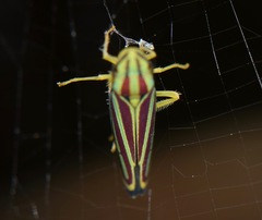 Graphocephala bivittata