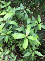 Hydrangea chinensis
