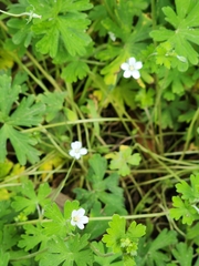 Geranium retrorsum