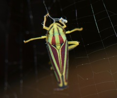 Graphocephala bivittata