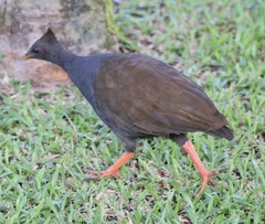 Megapodius reinwardt