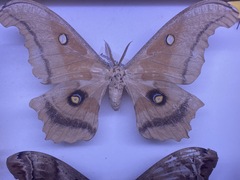 Antheraea montezuma