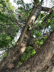 Parmentiera aculeata