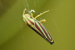 Graphocephala bivittata