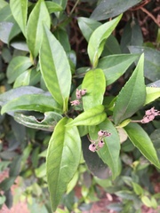 Hydrangea chinensis