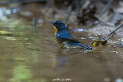Cyornis whitei