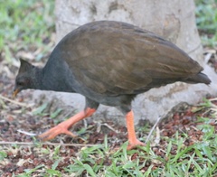 Megapodius reinwardt