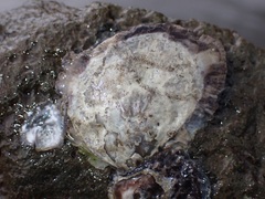 Saccostrea cuccullata