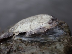 Saccostrea cuccullata