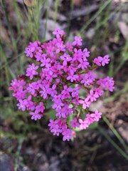 Centranthus macrosiphon