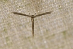 Stenoptilia zophodactylus