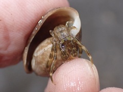 Clibanarius striolatus
