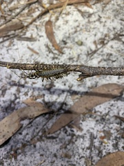 Allothereua maculata