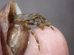 Clibanarius striolatus